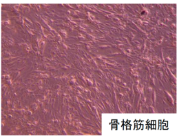 乗鞍敏夫 研究室 図版1